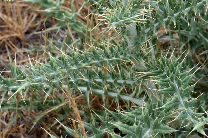 Yellowspine Thistle leaves are coarsely dentate or shallowly to deeply pinnatifid (8-15 paired lobes). Note the spines are sharp and yellowish; lowers sides are whitish (tomentose) and the upper sides are grayish-tomentose. Cirsium ochrocentrum